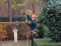 Bomen rooien Neer